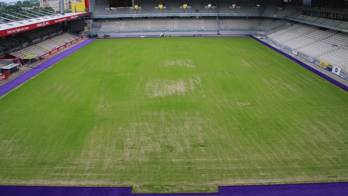 FK Austria Wien, Generali-Arena, violetter Kunstrasen wird verlegt